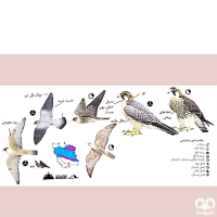 گونه شاهين Barbary Falcon